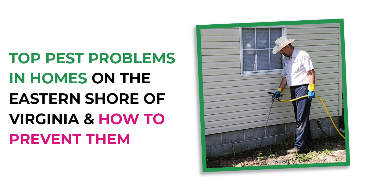 Top Home Pest Problems Eastern Shore | ES Bug-Masters